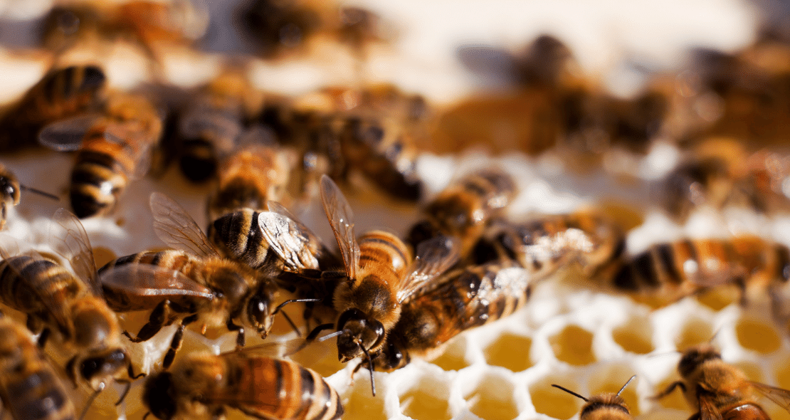 Carniolan bees