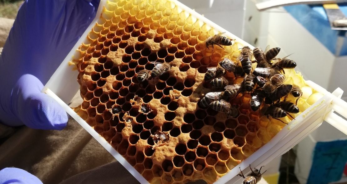Mating control of Honey Bees in BeeConSel