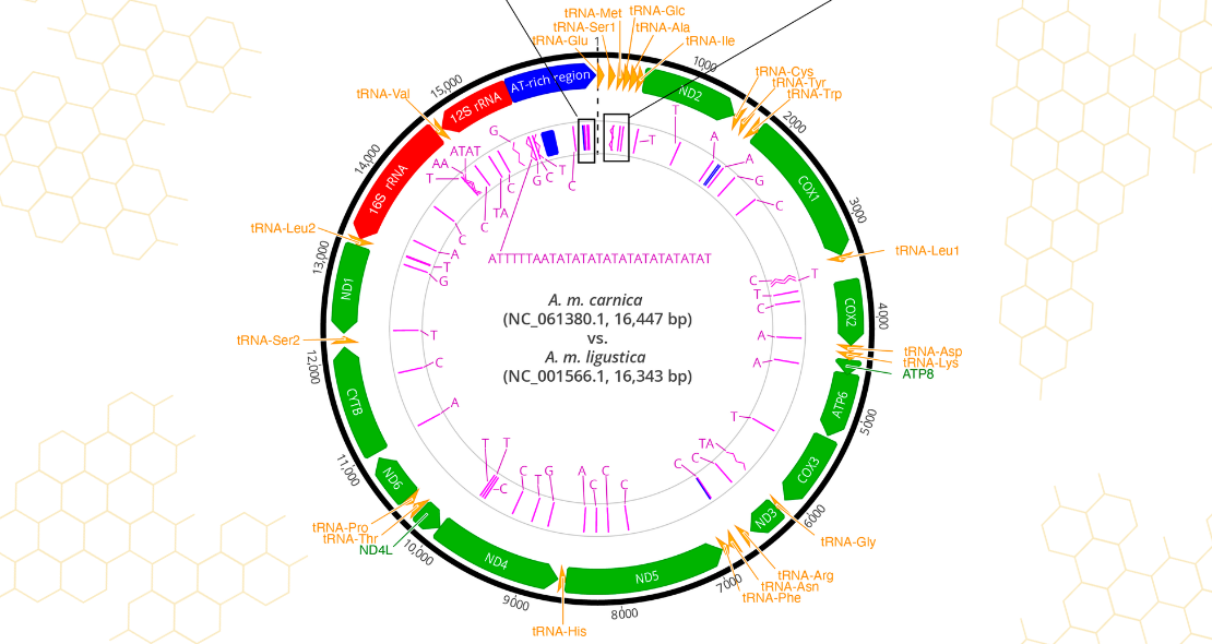 New genomic information that will support the conservation of A. m. carnica