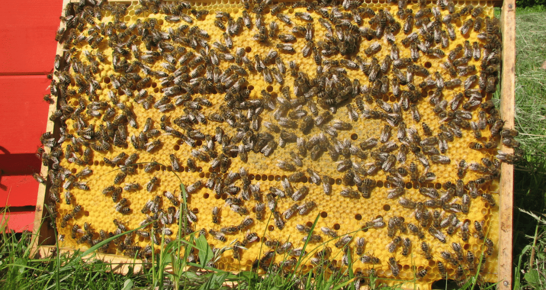 Beekeeping economics in light of Climate change